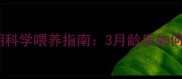 边境牧羊犬幼犬期科学喂养指南3月龄后如何逐步过渡成犬粮