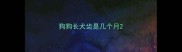 狗狗长犬齿是几个月
