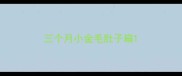 三个月小金毛肚子扁