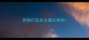 狗狗打疫苗会漏出来吗