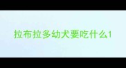 拉布拉多幼犬要吃什么