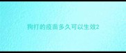 狗打的疫苗多久可以生效