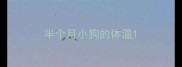 半个月小狗的体温