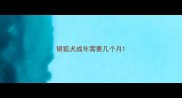 银狐犬成年需要几个月