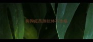 狗狗疫苗测抗体不合格