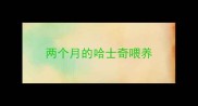 两个月的哈士奇喂养