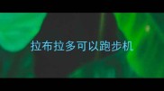 拉布拉多可以跑步机