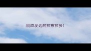 肌肉发达的拉布拉多