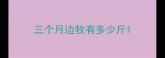 三个月边牧有多少斤