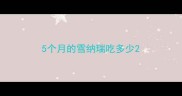 5个月的雪纳瑞吃多少