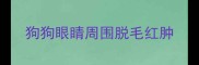 狗狗眼睛周围脱毛红肿