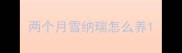 两个月雪纳瑞怎么养