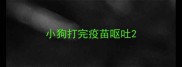 小狗打完疫苗呕吐