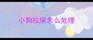 小狗拉屎怎么处理