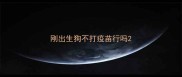 刚出生狗不打疫苗行吗