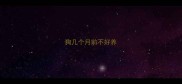 狗几个月前不好养