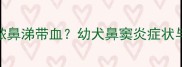 2月龄哈士奇流脓鼻涕带血幼犬鼻窦炎症状与家庭护理指南