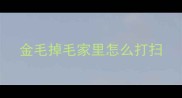 金毛掉毛家里怎么打扫