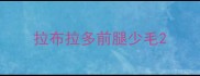 拉布拉多前腿少毛