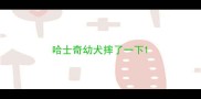 哈士奇幼犬摔了一下