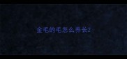 金毛的毛怎么养长