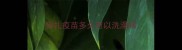 狗扎疫苗多久可以洗澡吗