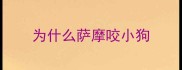 为什么萨摩咬小狗