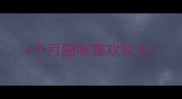 4个月猫咪喜欢咬人