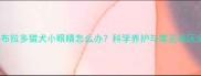 拉布拉多猎犬小眼睛怎么办科学养护与常见误区全