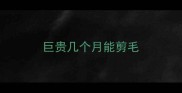 巨贵几个月能剪毛