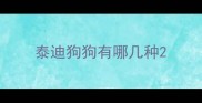泰迪狗狗有哪几种