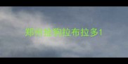 郑州捡狗拉布拉多