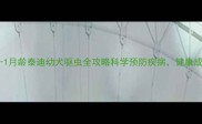 新手必看0-1月龄泰迪幼犬驱虫全攻略科学预防疾病健康成长不踩坑