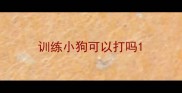 训练小狗可以打吗
