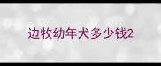 边牧幼年犬多少钱