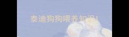 泰迪狗狗喂养知识