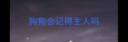 狗狗会记得主人吗