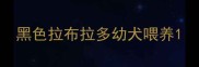 黑色拉布拉多幼犬喂养