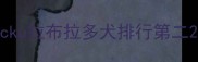 cku拉布拉多犬排行第二