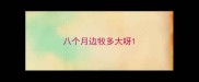 八个月边牧多大呀