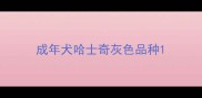 成年犬哈士奇灰色品种