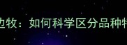 边境牧羊犬与边牧如何科学区分品种特征与饲养指南