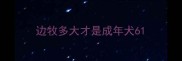 边牧多大才是成年犬6