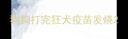 狗狗打完狂犬疫苗发烧