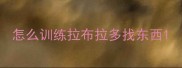 怎么训练拉布拉多找东西