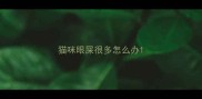 猫咪眼屎很多怎么办