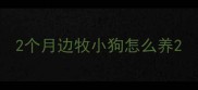 2个月边牧小狗怎么养
