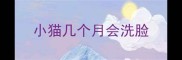 小猫几个月会洗脸