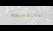 猫咪心衰怎么死去