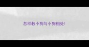 怎样教小狗与小狗相处